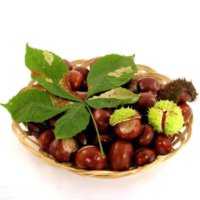 China High Quality Fresh Style Turkish Chestnut For Sale for sale