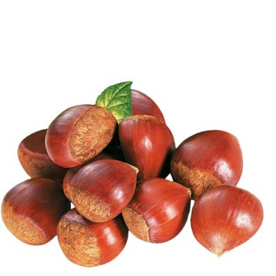 China Fresh Chinese Fresh Sweet Chestnut - The Best Taste - Hot Selling for sale