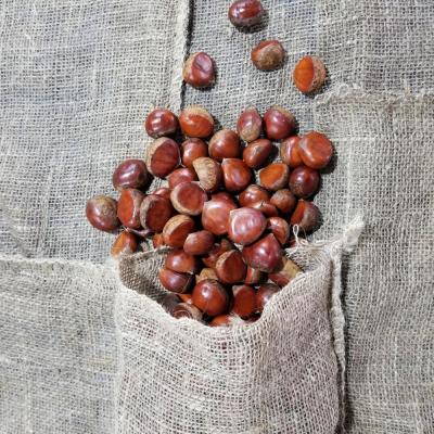 China New Fresh Grown 30-40 Organic Fresh Chestnut Chestnuts for sale