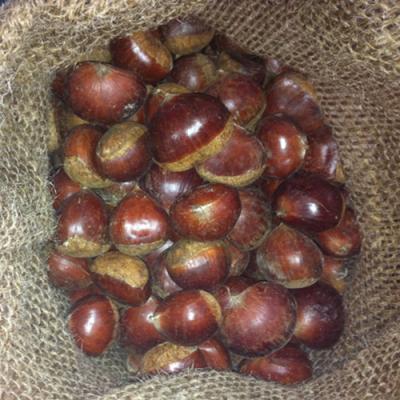 China Factory direct wholesale fresh chestnut raw candy shelled fresh chestnuts for sale