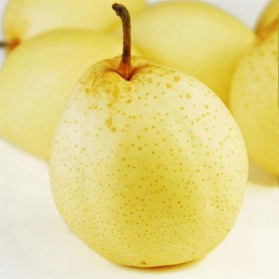 China Fresh Green / Yellow Ya Pear / First Su Pear / Crown Pear 2020 for sale