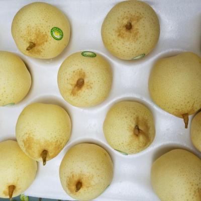 China China Wholesale Fresh Snow Pear Snow Pear Fruit Exporter With Good Price for sale