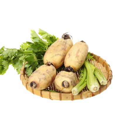 China China fresh vegetable lotus root supplier for sales for sale