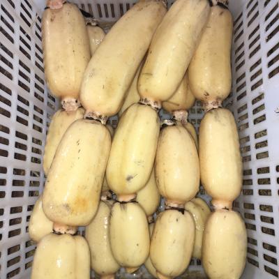 China Lotus Root High Quality Fresh Wholesale Fresh Lotus Root for sale