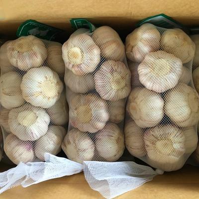 China Factory Price Bulk Fresh White Garlic Fresh Garlic For Sale China Garlic for sale