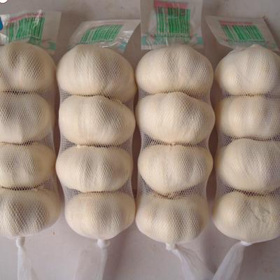 China Fresh Chinese Normal Garlic For Sale Fresh Garlic Price Shandong White Garlic For Sale for sale