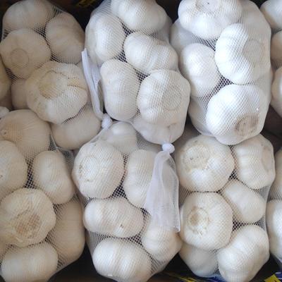 China Chinese Fresh Garlic Small Package 3P 5P White Mesh Bag Of Fresh Garlic In Carton Fresh Garlic For Sale for sale