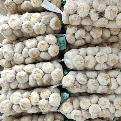 China Low Price Chinese Fresh Garlic White Garlic Normal White Garlic for sale