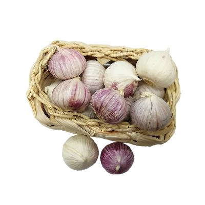 China Wholesale New Cultured Solo Fresh Garlic Natural Normal White White Garlic for sale