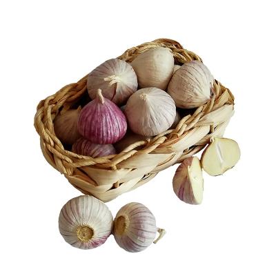 China China Fresh Farm Fresh Solo Garlic for sale