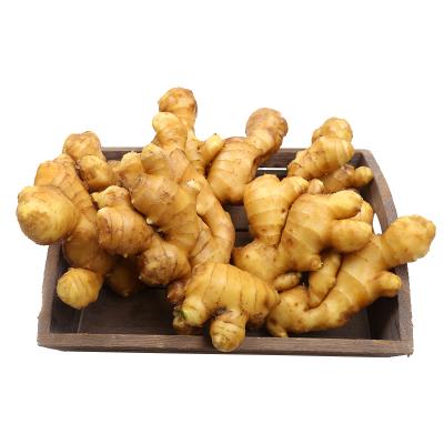 China Fresh Chinese Ripe Ginger Price Per Kg Fresh Ginger Market Price for sale