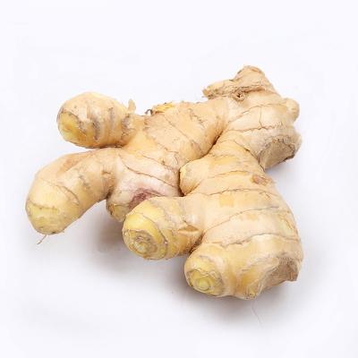 China Sale Ginger High Quality Air Fresh Hot Organic Fresh Price Dry Ginger for sale