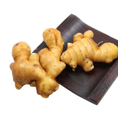 China Fresh High Quality Chinese Ripe Ginger Fresh Ginger For Sale for sale