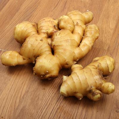 China Ginger Supplier Exporter Chinese Fresh Fresh Ginger Wholesale Export Price of Ginger for sale