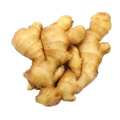 China Fresh Fresh Vegetables Ginger Farmer Planting New Fresh Crop for sale