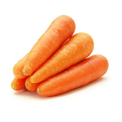 China Chinese Fresh Carrot S Size Good Quality Fresh Vegetables for sale