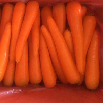 China China Supplier Wholesale Price Fresh Fresh Packing Carrot for sale