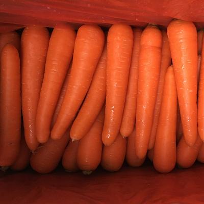 China Fresh Vegetable Fresh Export China Organic Fresh Carrot Supplier for sale