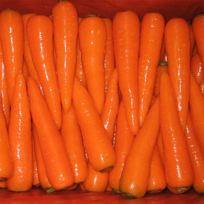 China Wholesale Fresh Naturally Fresh Nutritious Carrots for sale