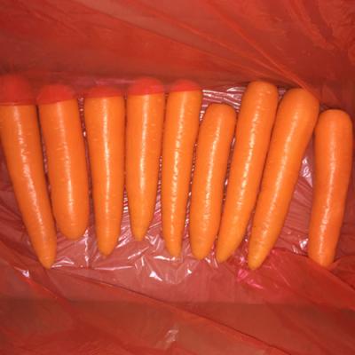 China China premium fresh new crop red fresh carrot on hot sale for sale