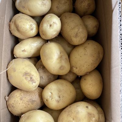 China Fresh Fresh Potato Supplier 100-200g Size Packed In 5kg Carton for sale