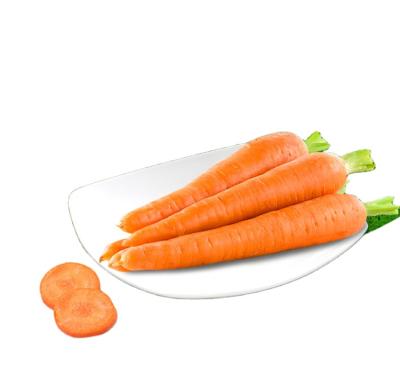 China New Fresh Crop Fresh Carrot Price Reduction Roots Clean Washed for sale