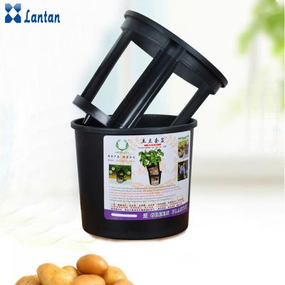 China Household decoration potato lpomoea batatas planter pot for house breeding for sale