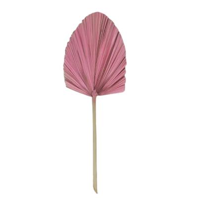 China Home Decor & Gifts & Crafts Factory Wholesale Air Dried Superior Palm Leaf Decoration Preserved Fan Palm Leaves Wedding Decoration for sale