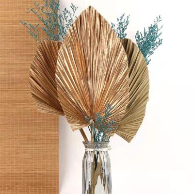 China Home Decoration & Gifts & Crafts Competitive Price Hot Selling Dry Palm Cattail Fan Leaves for sale