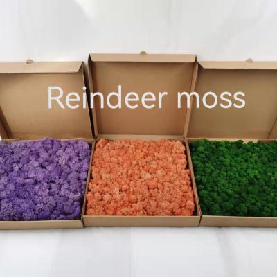 China Wholesale Best Quality Minimalist Preserved Moss For Wall Decoration Colors Preserved Reindeer Moss Board for sale