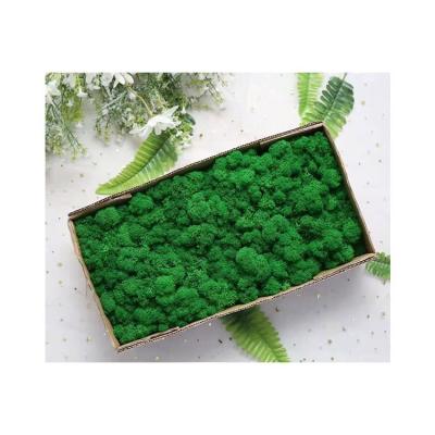 China Best Selling Minimalist Preserved Cheap Price Decor Natural Reindeer Moss for sale