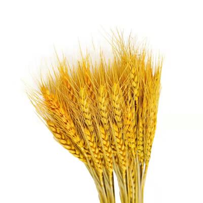 China Wholesale artificial dry flower home decoration and decoration cheap natural bouquet barley of gifts and crafts flowers for gifts for sale