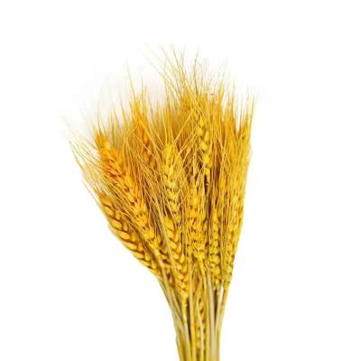 China Home decoration and gifts and crafts fall artificial flower arrangement dried barley for wedding decoration for sale