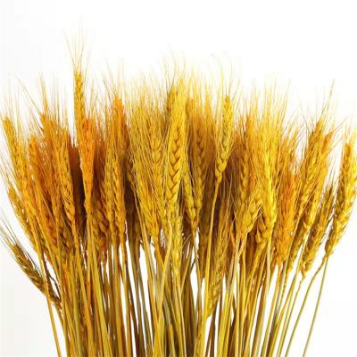 China Home decoration and beautiful handmade gifts and crafts flowers dried natural dry barley wheat for flower arrangement for sale