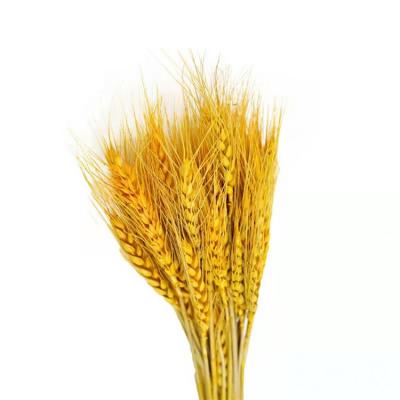 China Home Decoration and Gifts and Decorative Crafts Competitive Price Flower and Braid Dry Flowers Barley Per 60cm for sale