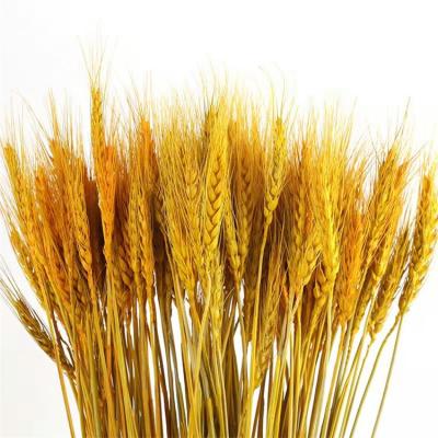 China Crafts China Manufacturer Dried Flowers Eternal Barley Autumn Home Decoration & Gifts & Flower Arrangement for sale