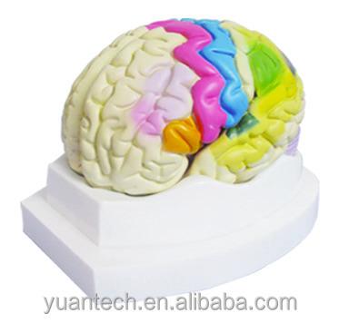 China Durable Human Brain With Position Functional Anatomy Plastic Model for sale