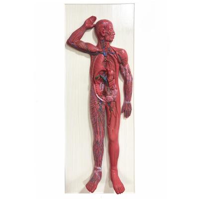 China Durable Plastic 3D Circulation System Human Lymphatic Anatomy Model for sale