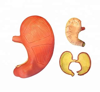 China Plastic Anatomy Human Structure Medical School Stomach Model 2 Parts for sale