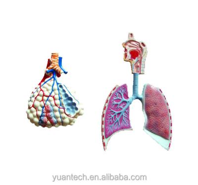 China Medical School Human Respiratory System And Alveolus Structure Model , Human Body Anatomy Model for sale