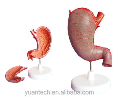 China Durable Human 3D Stomach Anatomy Structure Model 2 Parts, Anatomical Toys for sale