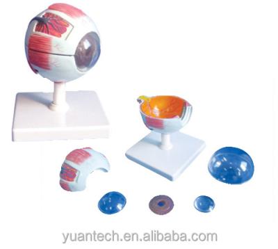 China Medical School Enlarged Structure Plastic Model Parts Of Human Eye 6 , Human Model for sale