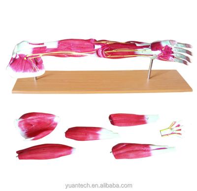 China Durable Muscles Of Human Plastic Arm Life Size Model 7 Parts for sale