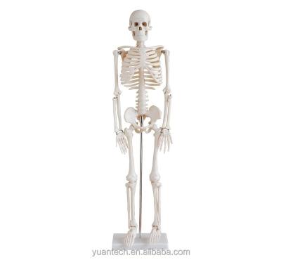 China Durable Half Human Size Plastic Skeleton Model Toy 85cm Tall for sale