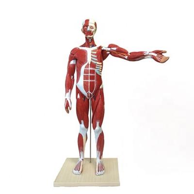 China Durable Large Size 85cm 27 Parts Whole Human Body Half Man Muscular Model for sale