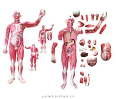 China Durable Full Body Life Size Human Muscle Model With Inner Organs 29 Parts for sale