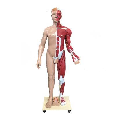 China Durable Full Body Life Size Muscle Model With Internal Organs 30 Parts for sale