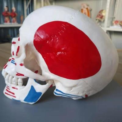 China Medical School Advanced Medical Supplies Human Anatomical Skull With Muscle Colored And Painted For Medical College for sale