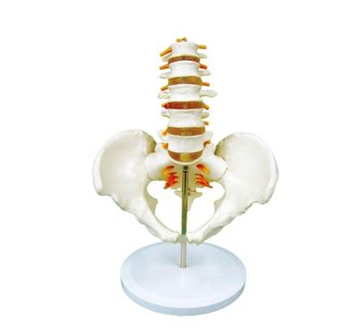 China Durable Plastic Human Male Pelvis With 5 Pcs Lumbar Vertebrae Skeletal Model for sale