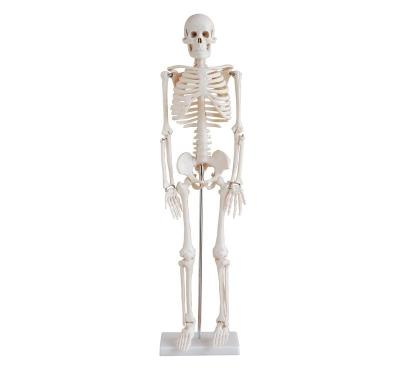 China Medical School YA/L012 Tall Human Skeleton Model 85cm With 200 Bones for sale